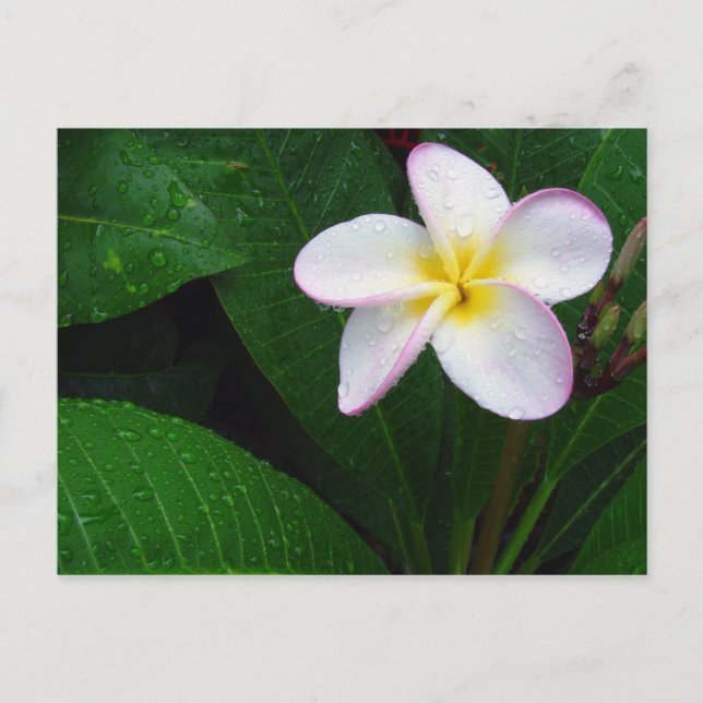 Carte postale de fleur de plumeria hawaïenne jaune (Devant)