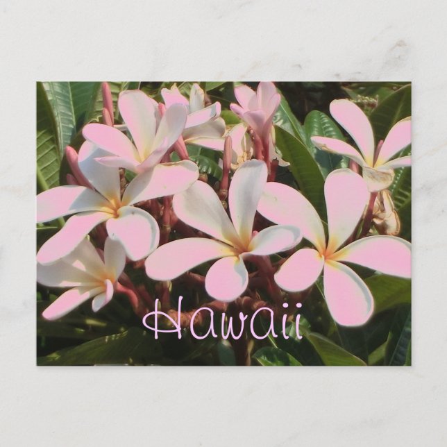 Carte postale de fleur de plumeria rose Hawaii (Devant)