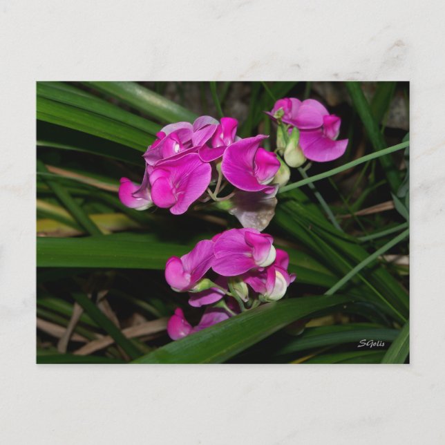 Carte postale de fleur de pois de senteur (Devant)