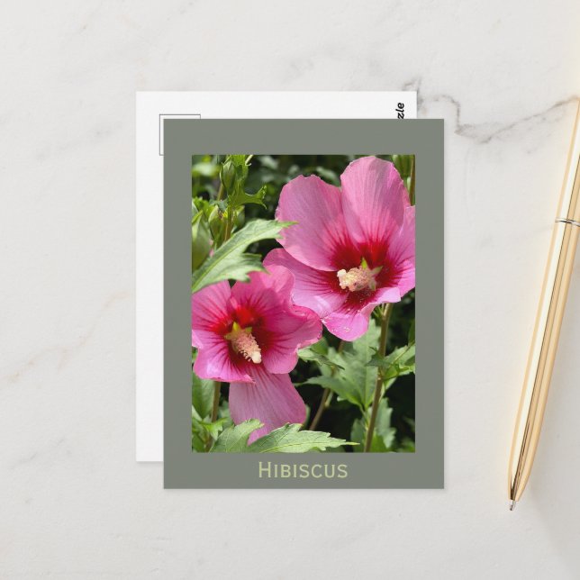 Carte postale de fleur d'Hibiscus (Devant/Arrière en situation)