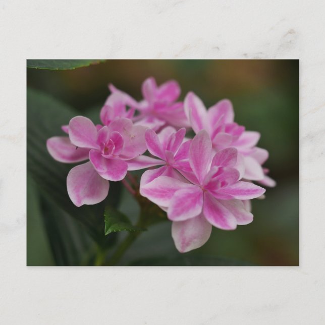 Carte postale de fleur d'hortensia rose (Devant)