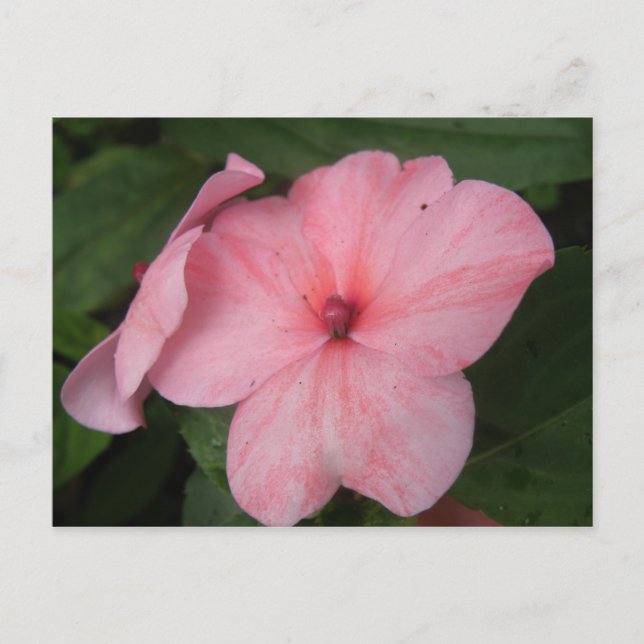 Carte postale de fleur d'impatiens rose pâle (Devant)