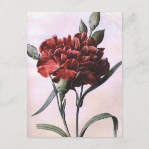Carte postale de fleur d'œillet d'art vintage roug