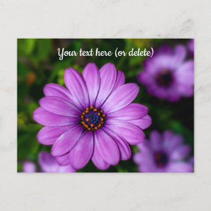 Carte postale de fleur Marguerite Violette