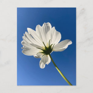 Carte postale de fleur sauvage blanche