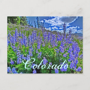 Carte postale de fleur sauvage du Colorado