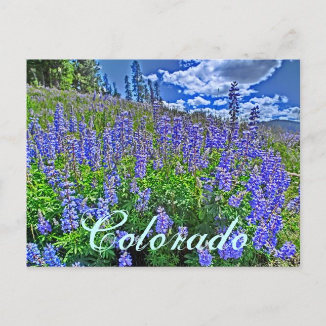 Carte postale de fleur sauvage du Colorado (Devant)