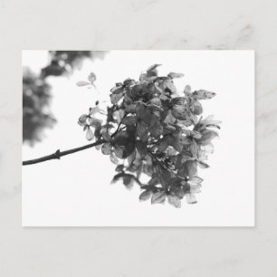 Carte postale de fleur séchée d'hortensia