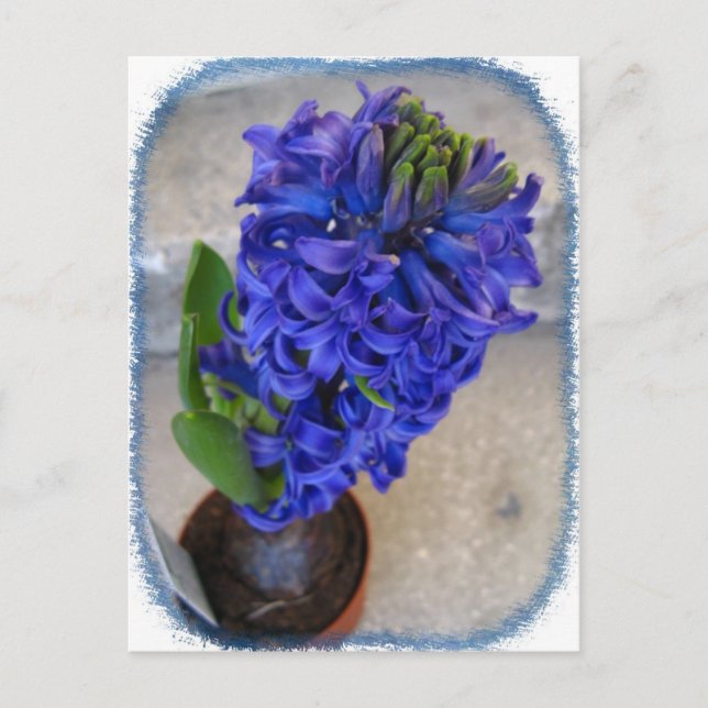 Carte postale de fleurs bleues (Devant)