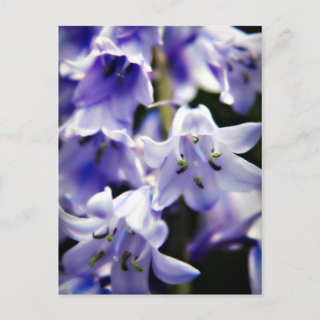 Carte postale de fleurs de Bluebell (Devant)
