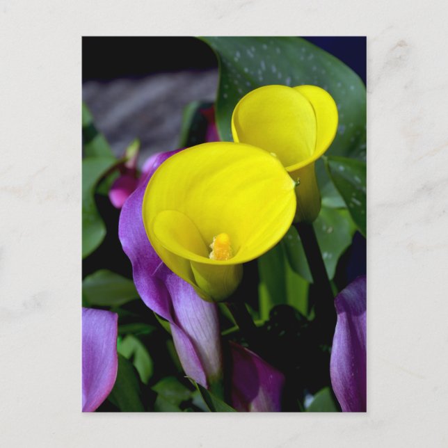 Carte postale de fleurs de calle violet et jaune (Devant)