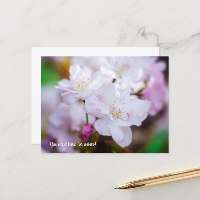 Carte postale de fleurs de cerisier blanc (Devant/Arrière en situation)