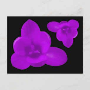 Carte postale de fleurs de crocus pourpre