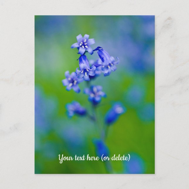 Carte postale de fleurs de jacinthe des bois (Devant)