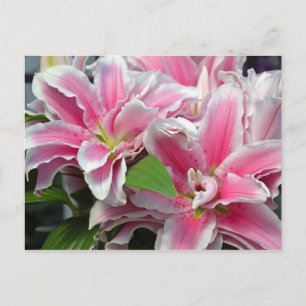 Carte postale de fleurs de lys stargazers roses