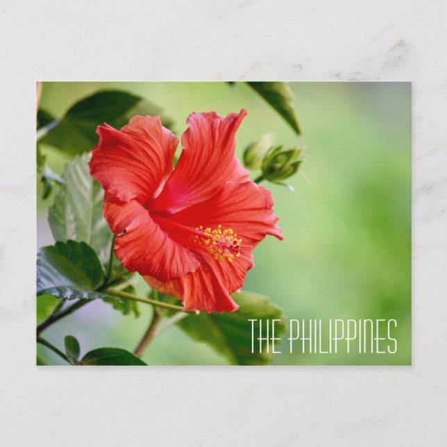 Carte postale de fleurs d'hibiscus aux Philippines (Devant)
