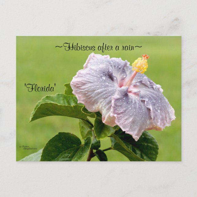 Carte postale de fleurs d'Hibiscus violet (Devant)