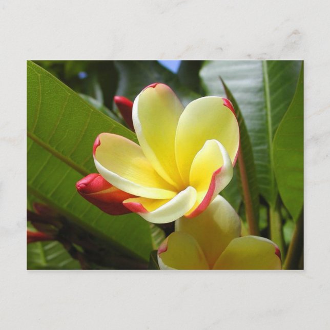 carte postale de fleurs jaunes (Devant)