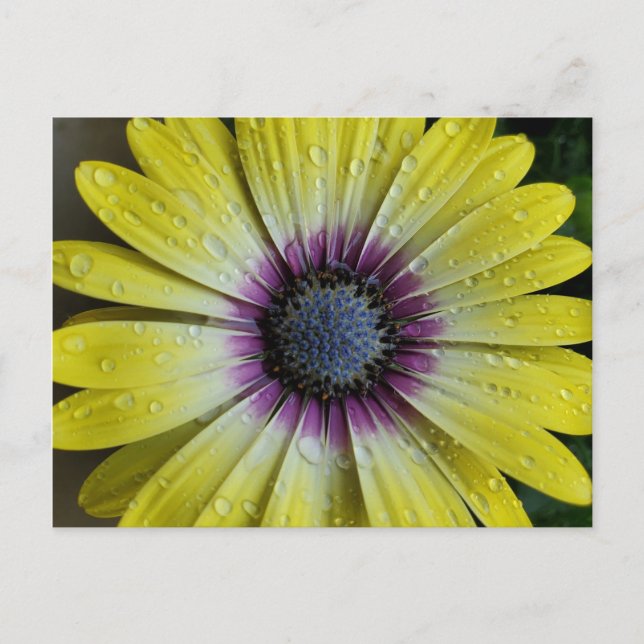 Carte postale de fleurs jaunes (Devant)