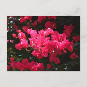 Carte postale de fleurs roses
