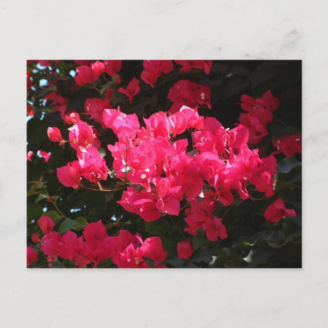 Carte postale de fleurs roses (Devant)