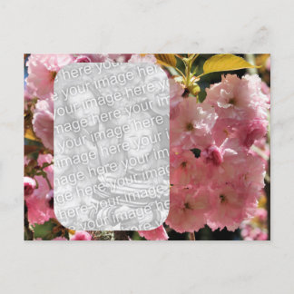 Carte postale de fleurs roses Floral Photo