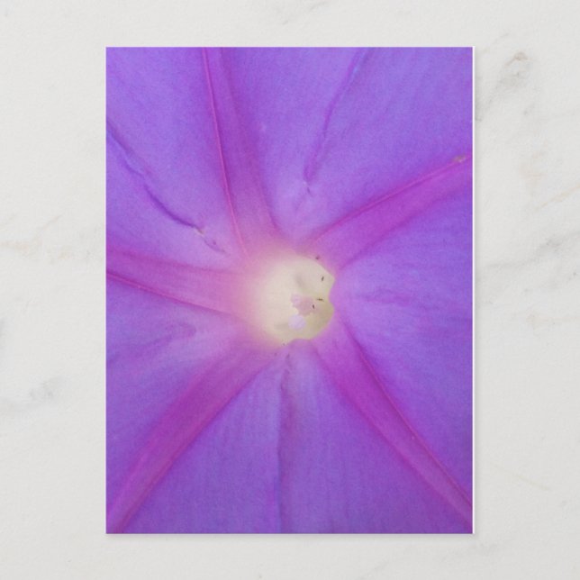 Carte postale de fleurs violettes (Devant)