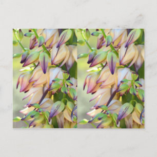 carte postale de fleurs yucca