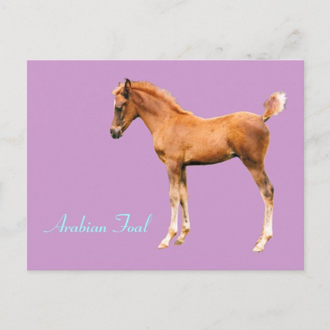 Carte postale de Foin Arabe (Devant)