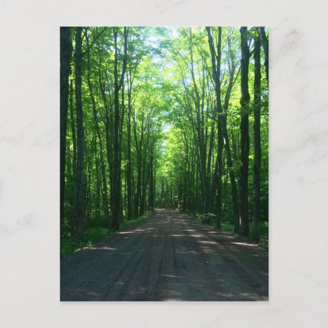 carte postale de forêt (Devant)