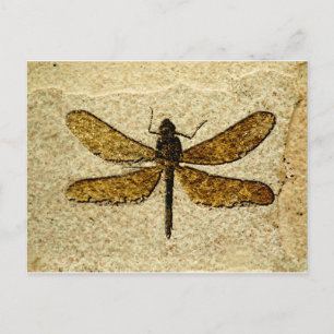Carte postale de fossile de libellule
