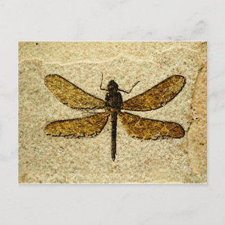 Carte postale de fossile de libellule