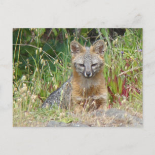Carte postale de Fox gris