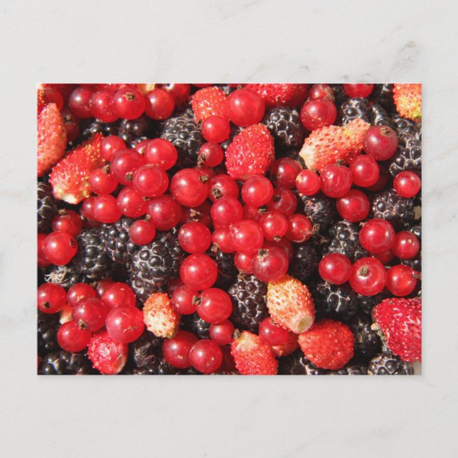 carte postale de fruits sauvages (Devant)
