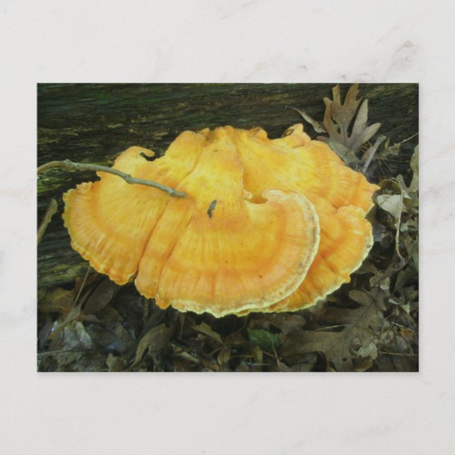 Carte postale de Fungus à crochet orange (Devant)