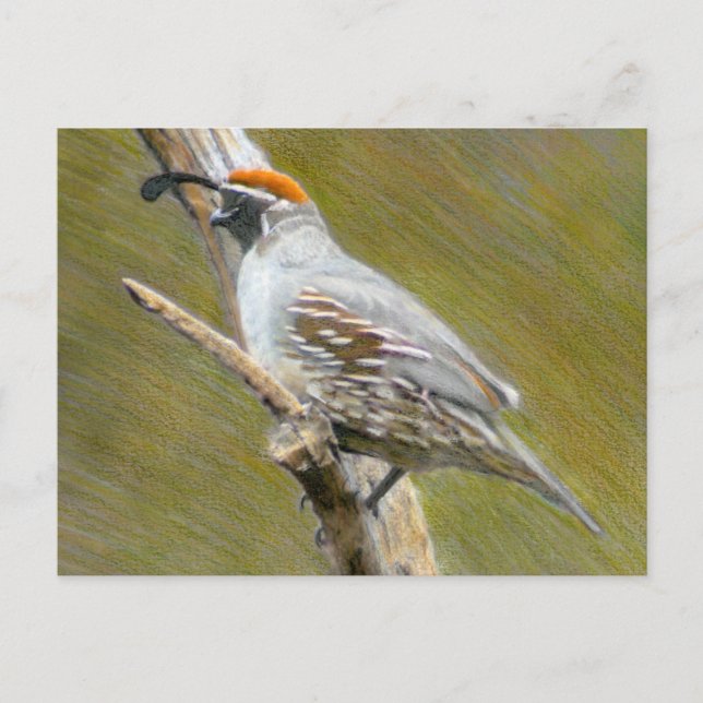 Carte postale de Gambel's Quail fine art nature (Devant)