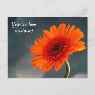 Carte postale de gerbera orange simple