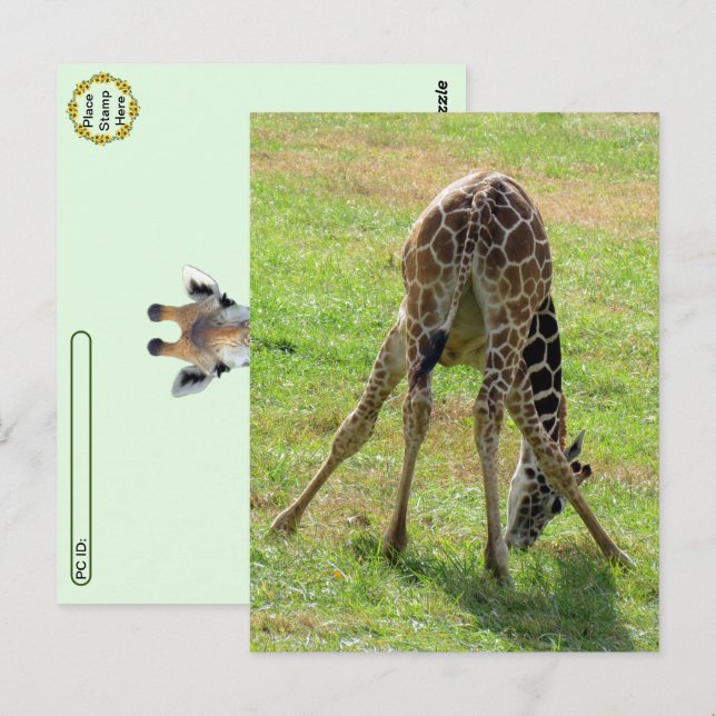 Carte postale de Giraffe Butt (Devant / Derrière)