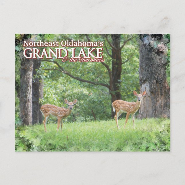 Carte postale de Grand Lake Oklahoma cerf (Devant)