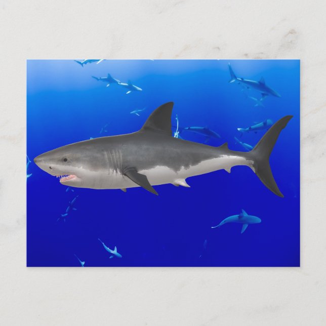 Carte postale de grand requin blanc (Devant)