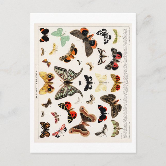 CARTE POSTALE DE GRAPHIQUE vintage BUTTERFLY (Devant)