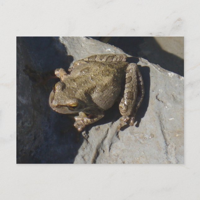 Carte postale de grenouille (Devant)