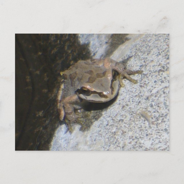 Carte postale de grenouille (Devant)