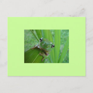Carte postale de grenouille