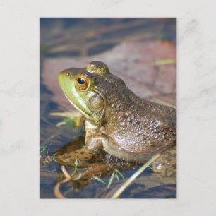 Carte postale de grenouille