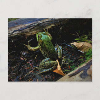 Carte postale de grenouille
