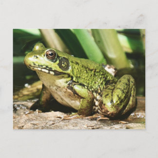 Carte postale de grenouille