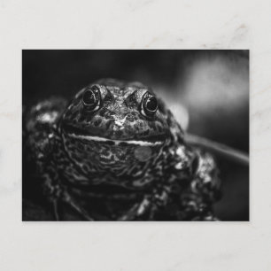 Carte postale de grenouille