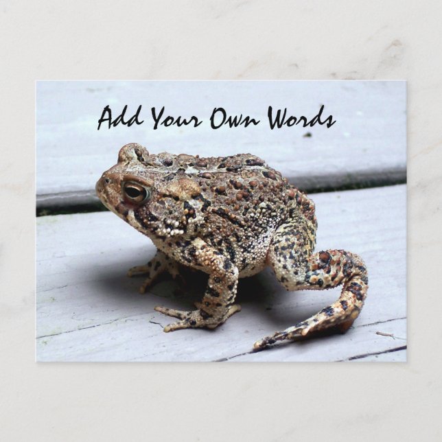 Carte postale de grenouille (Devant)