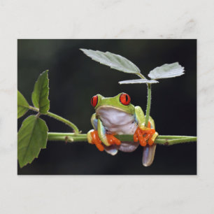 Carte postale de grenouille